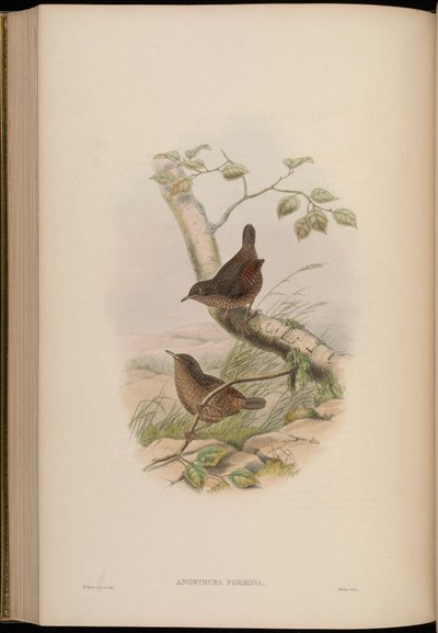 Anorthura formosa = Spelaeornis formosus von John Gould